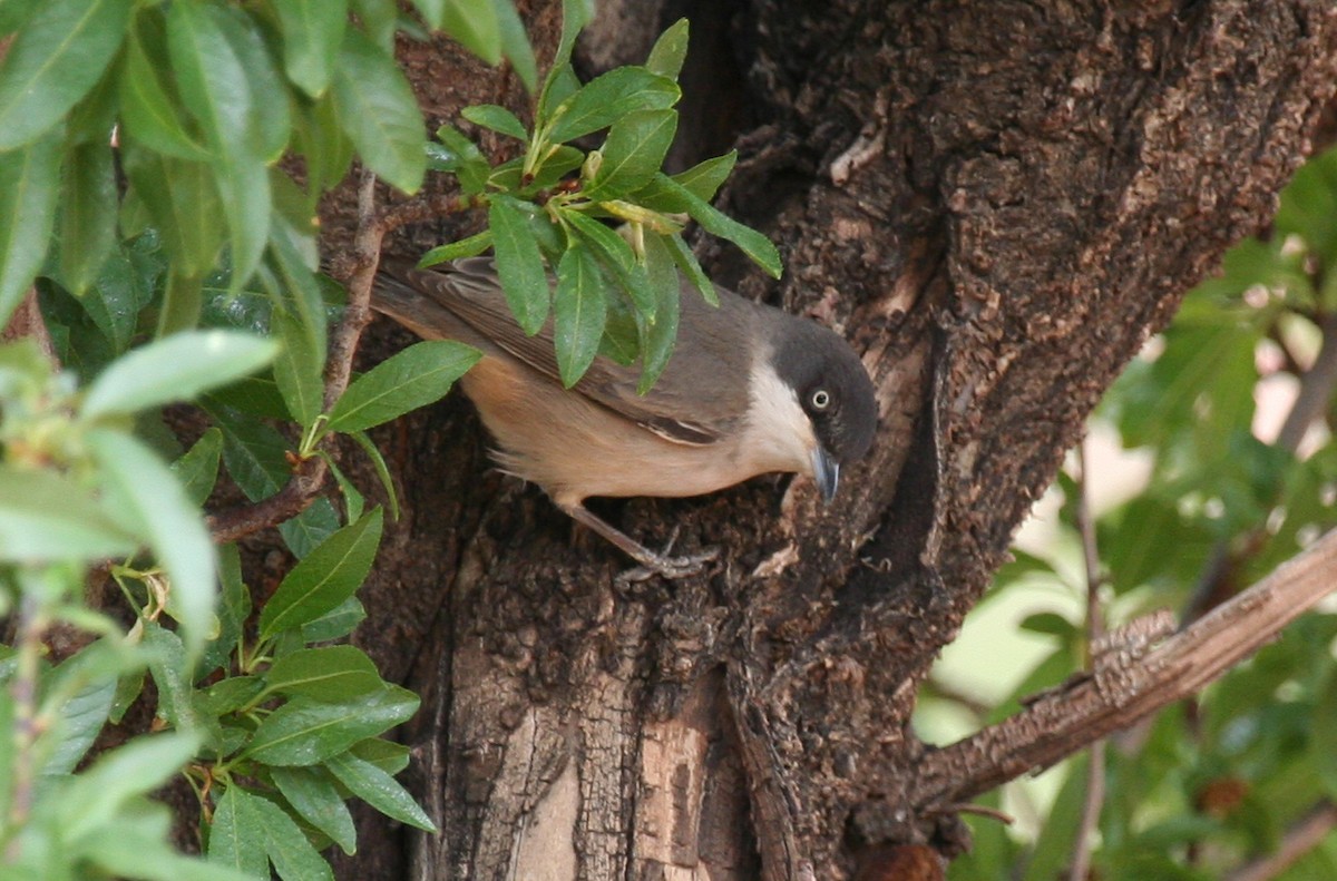Western Orphean Warbler - ML643899301