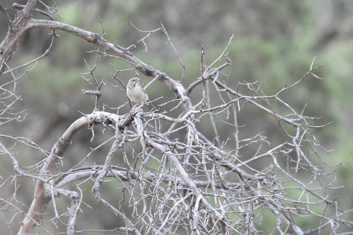Rufous-crowned Sparrow - ML643899316