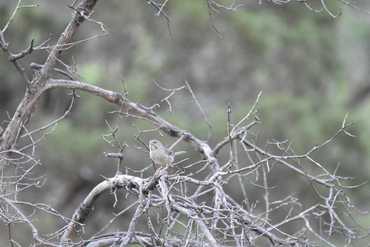 Rufous-crowned Sparrow - ML643899329