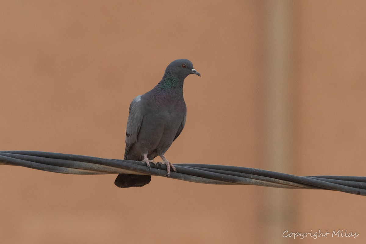 Rock Pigeon (Feral Pigeon) - ML643899332