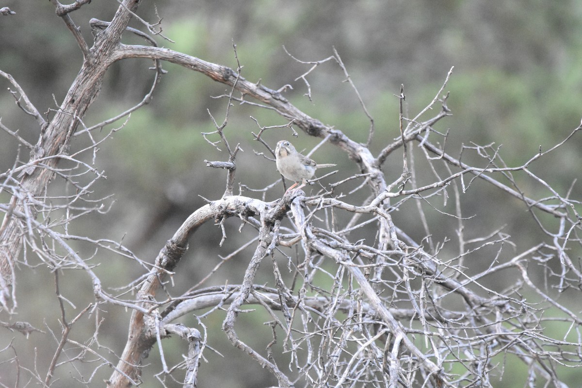 Rufous-crowned Sparrow - ML643899333