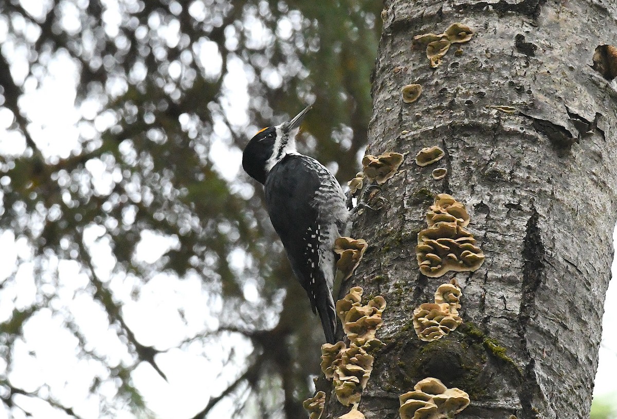 svartryggspett - ML643899348