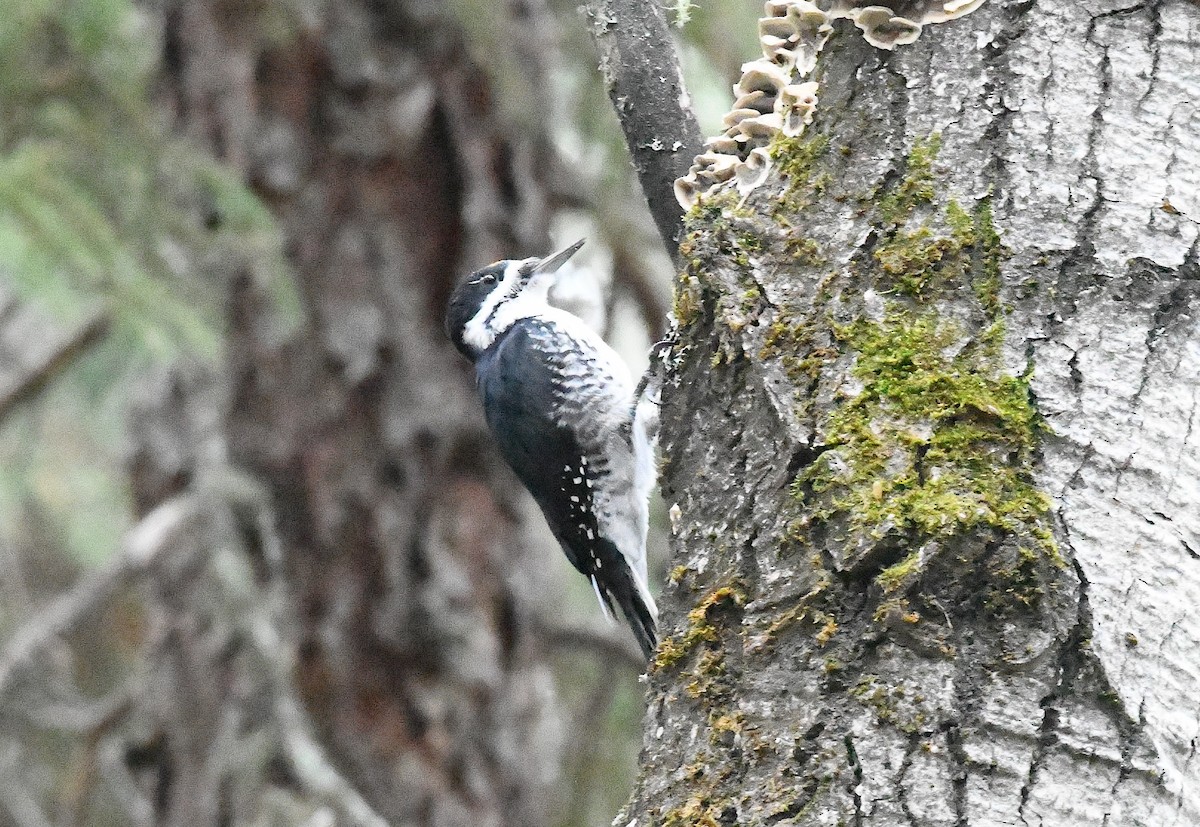 svartryggspett - ML643899350