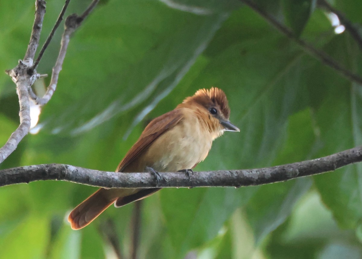 Cinnamon Becard - ML643899352