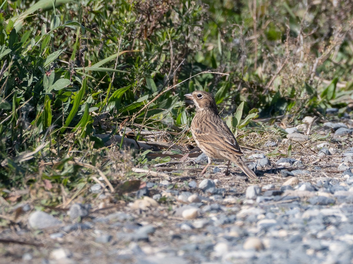 Vesper Sparrow - ML643899353