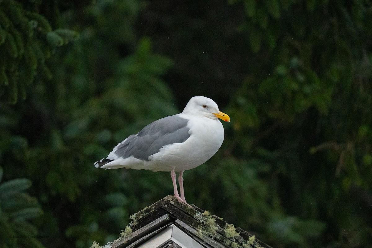 Western Gull - ML643899359
