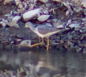 Greater Yellowlegs - ML643899378
