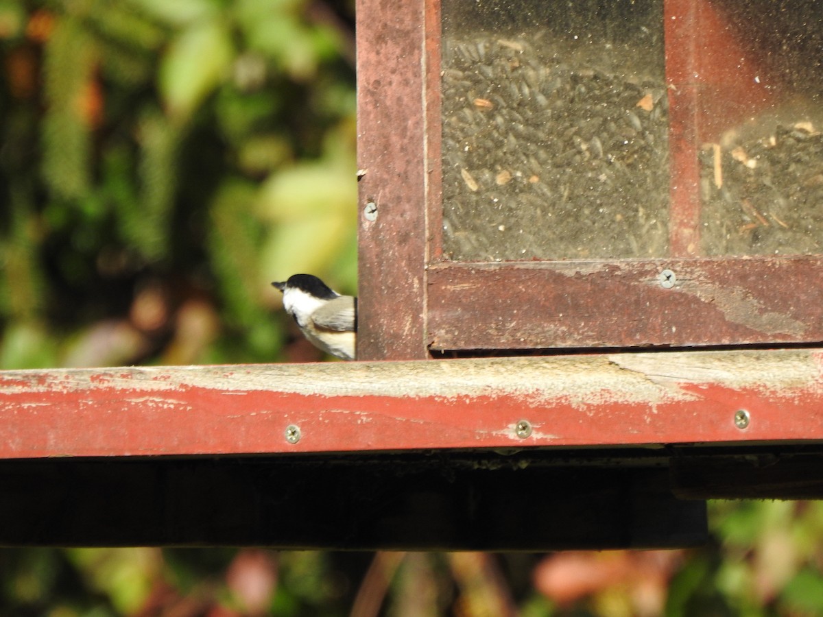 Carolina Chickadee - ML643899380