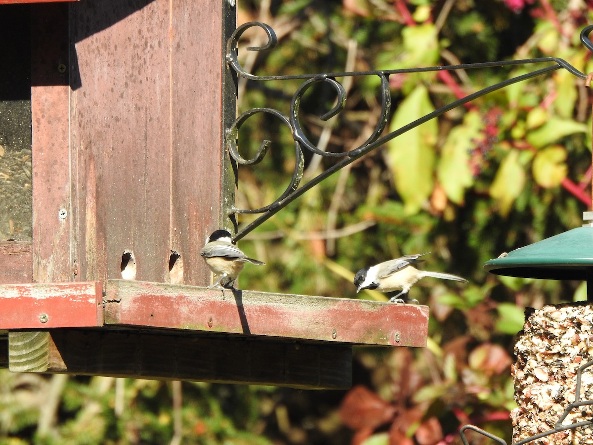 Carolina Chickadee - ML643899381