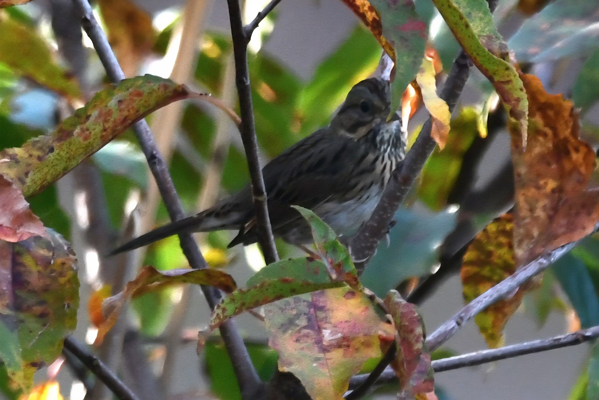 Lincoln's Sparrow - ML643899384