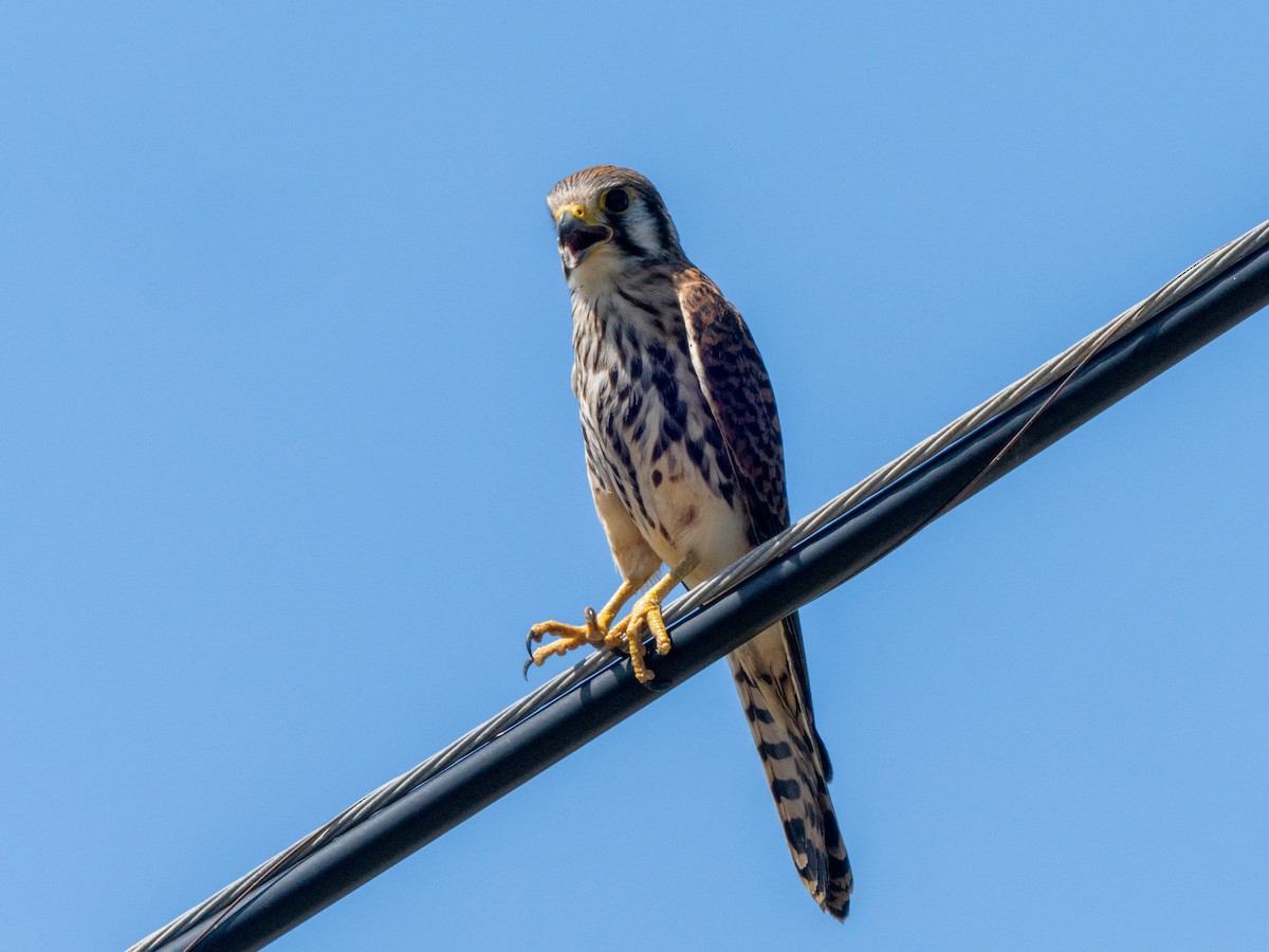 American Kestrel - ML643899393