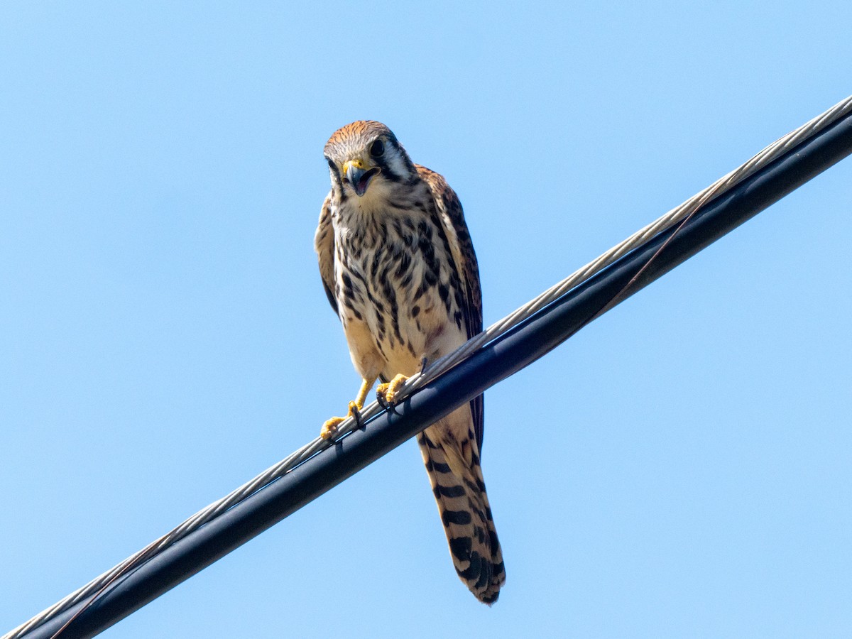 American Kestrel - ML643899394