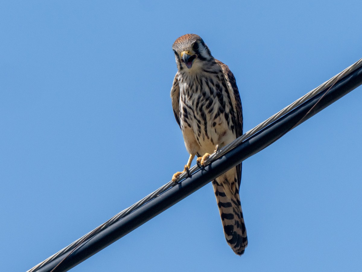 American Kestrel - ML643899395