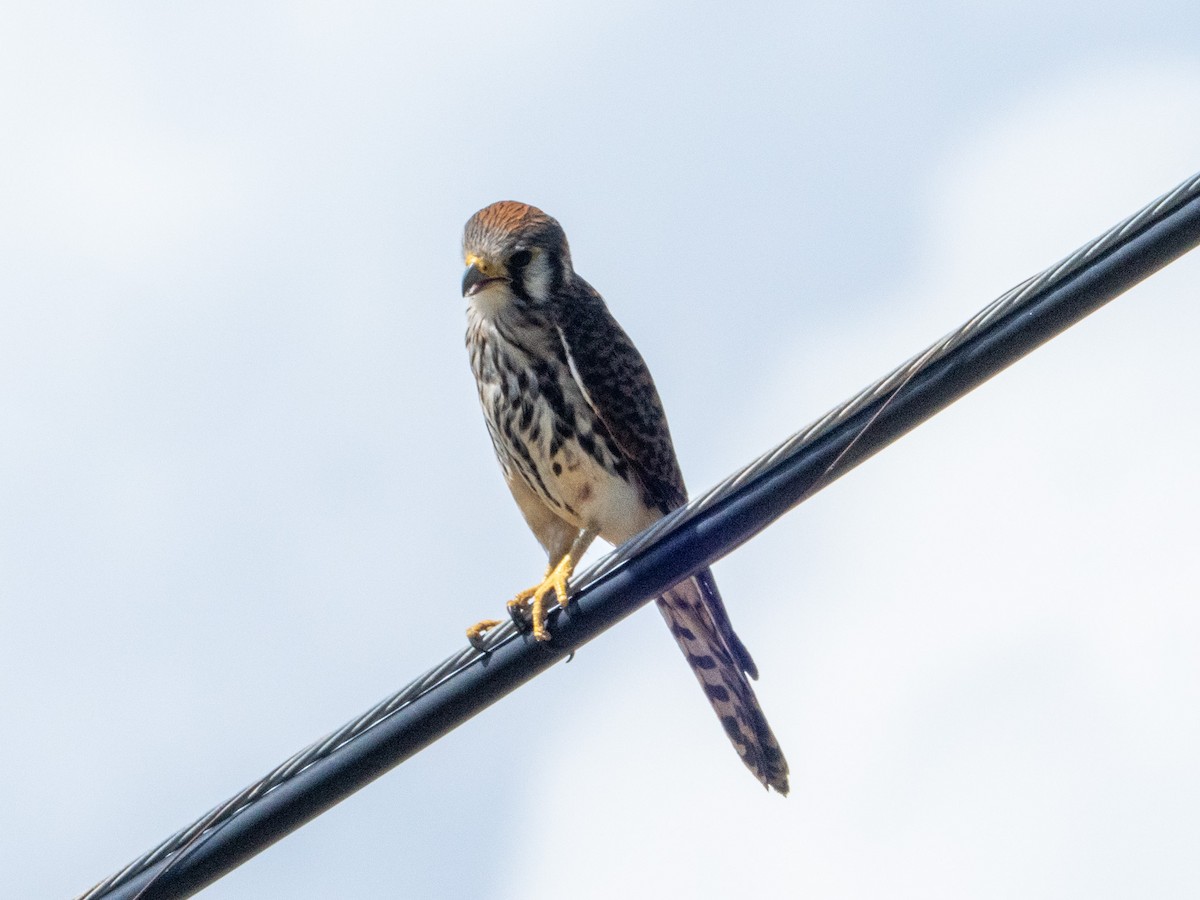 American Kestrel - ML643899396
