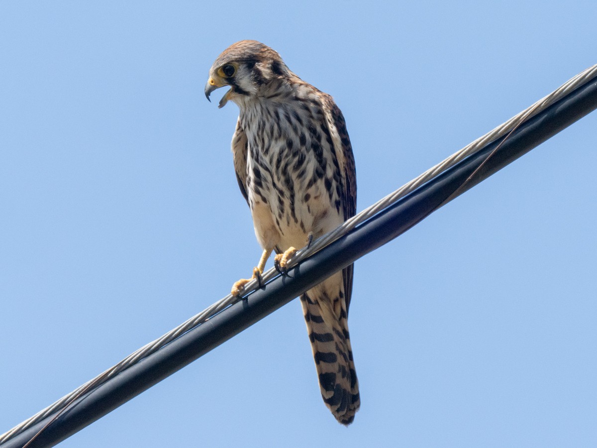 American Kestrel - ML643899397