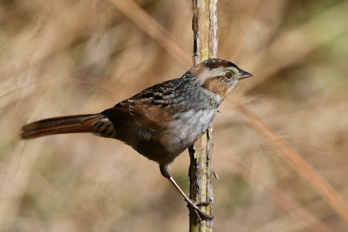 Swamp Sparrow - ML643899419