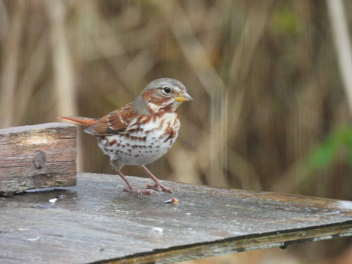 Fox Sparrow - ML643899445