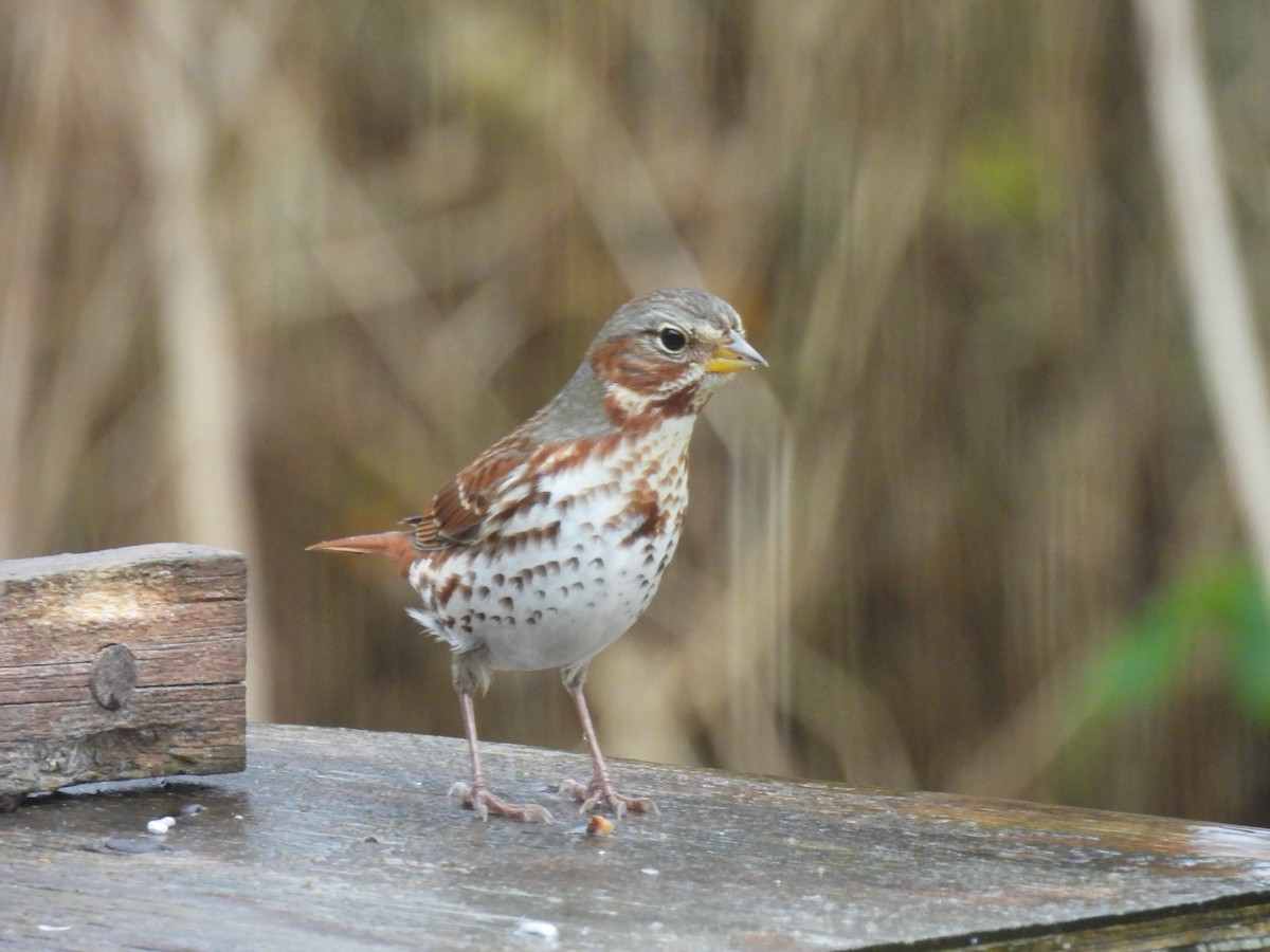Fox Sparrow - ML643899446