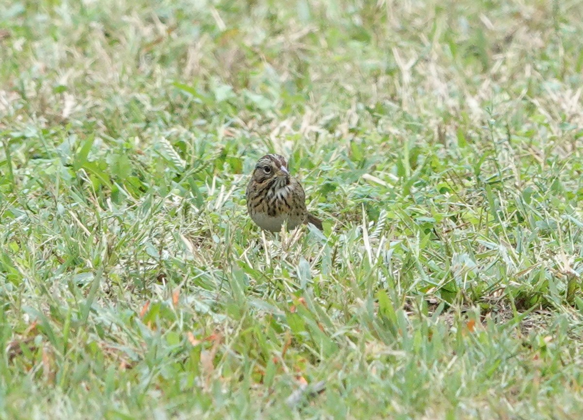 Lincoln's Sparrow - ML643899447