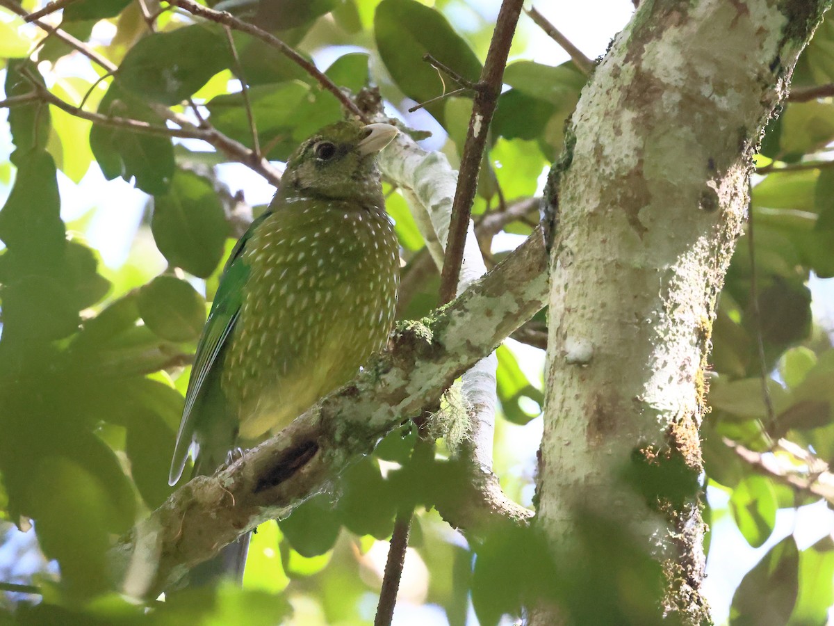 Green Catbird - ML643899448