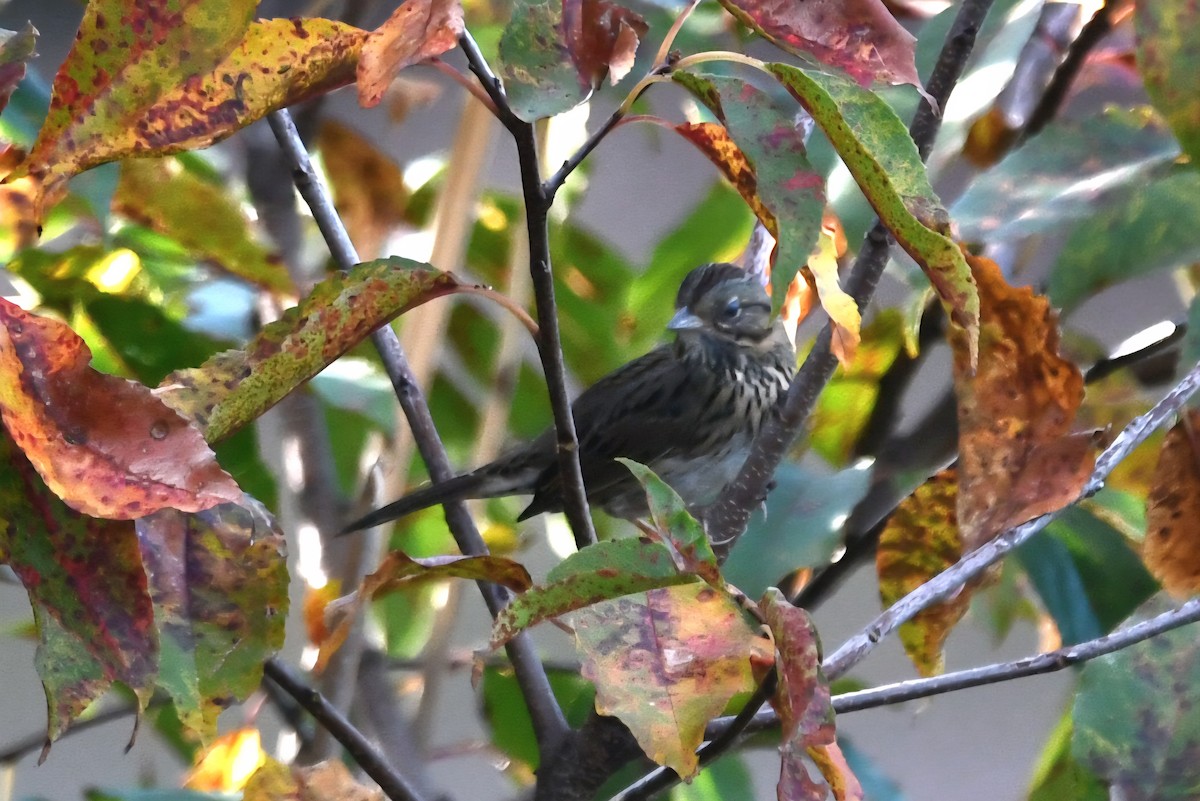 Lincoln's Sparrow - ML643899460