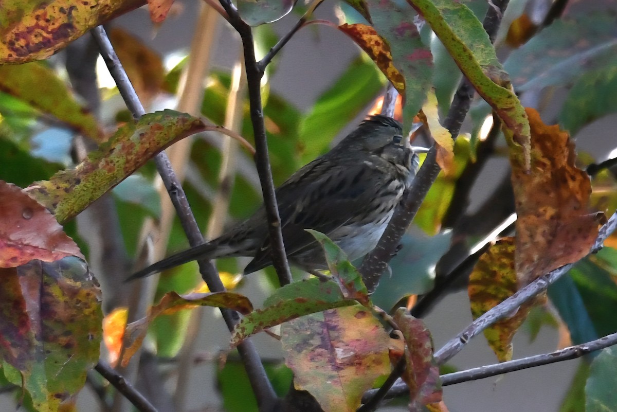 Lincoln's Sparrow - ML643899461