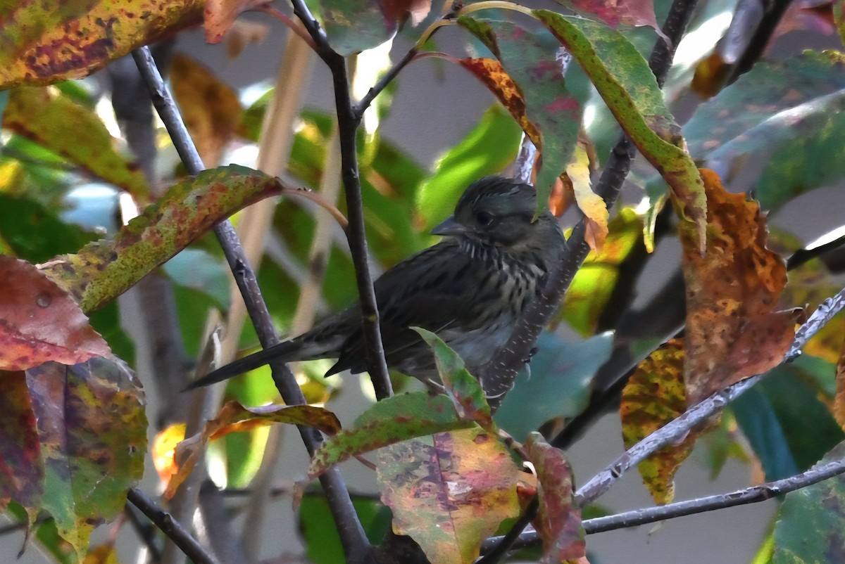 Lincoln's Sparrow - ML643899462