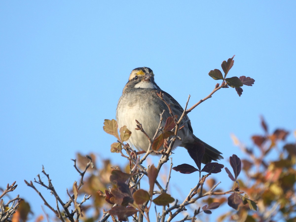 White-throated Sparrow - ML643899466