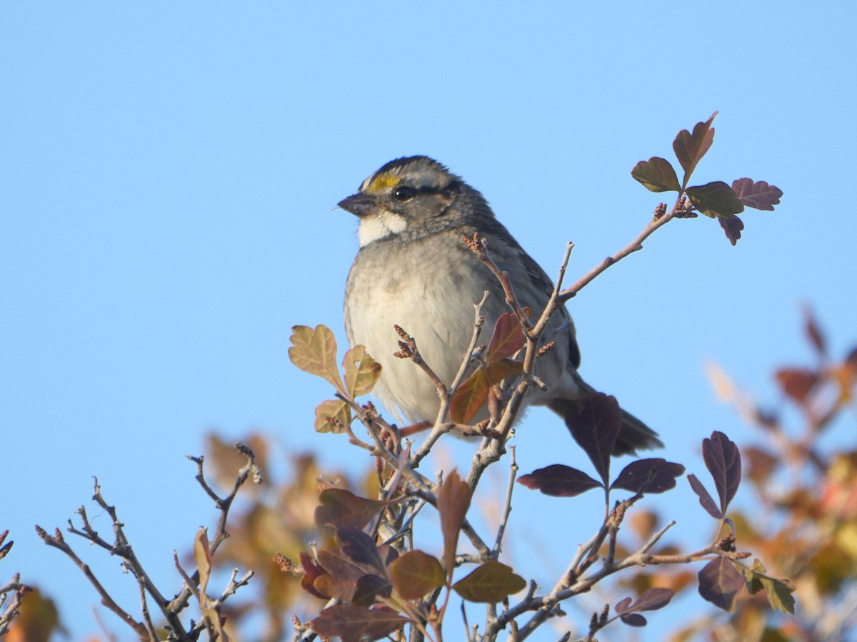 White-throated Sparrow - ML643899467