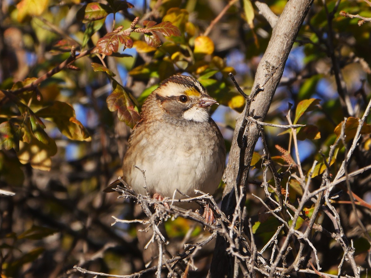White-throated Sparrow - ML643899468