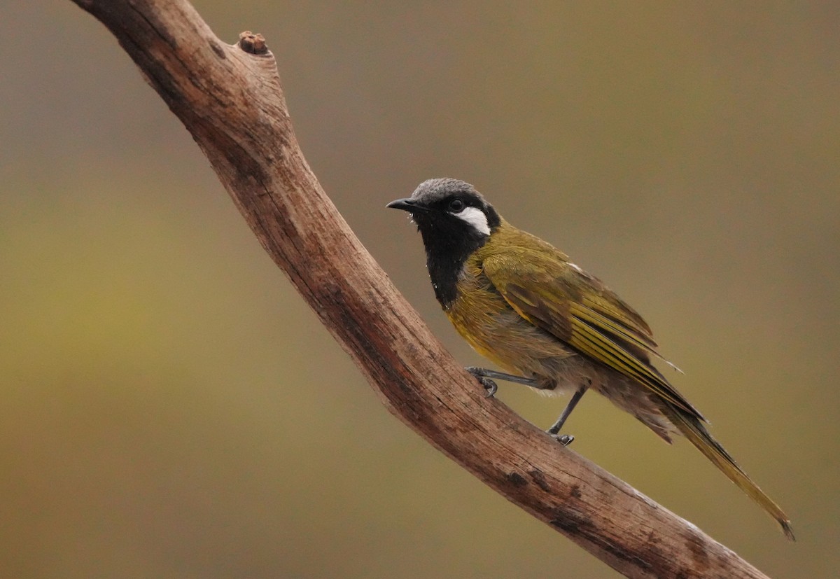 White-eared Honeyeater - ML643899478