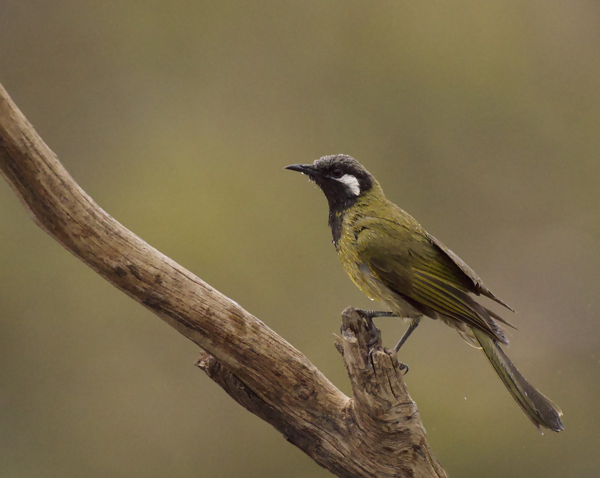 White-eared Honeyeater - ML643899479