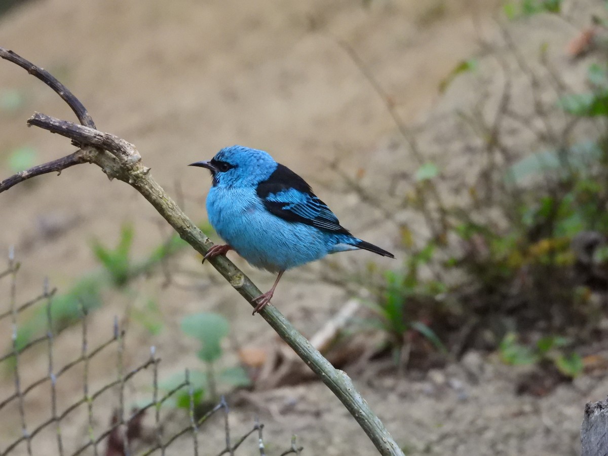 Blue Dacnis - ML643899487