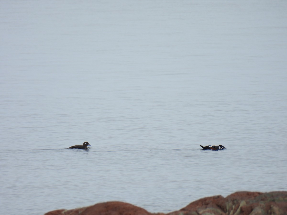 Harlequin Duck - ML643899491