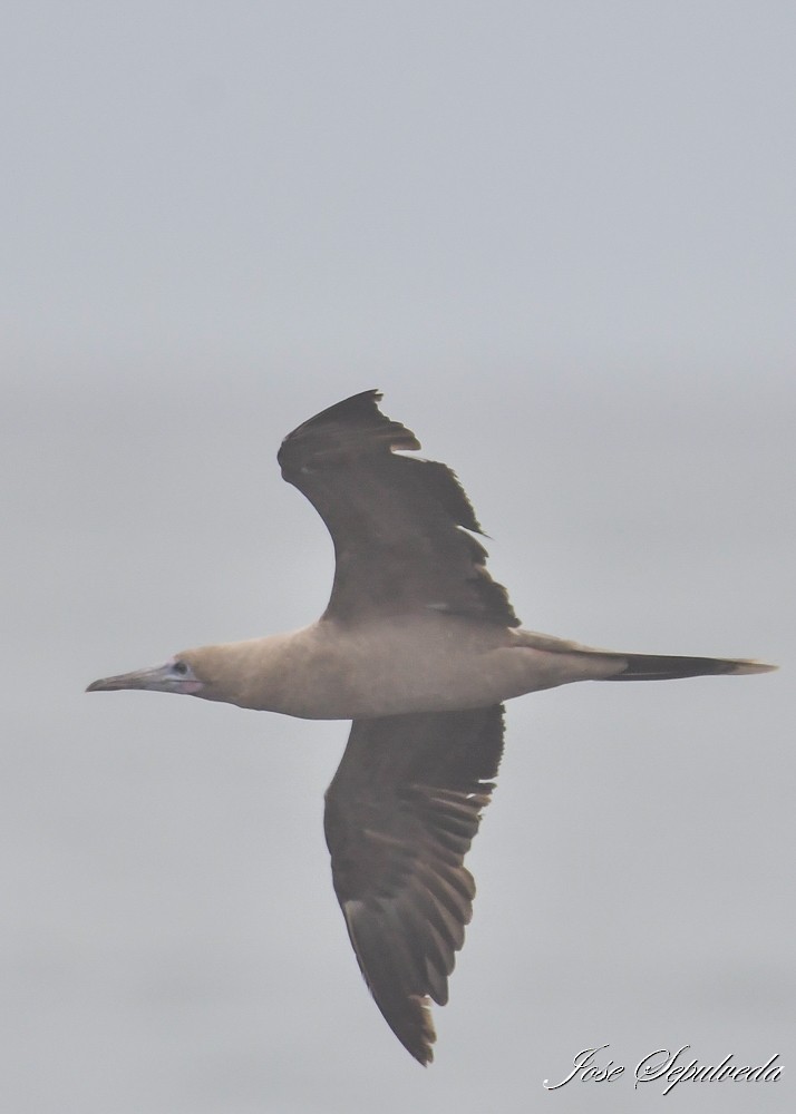 Red-footed Booby - ML643899492