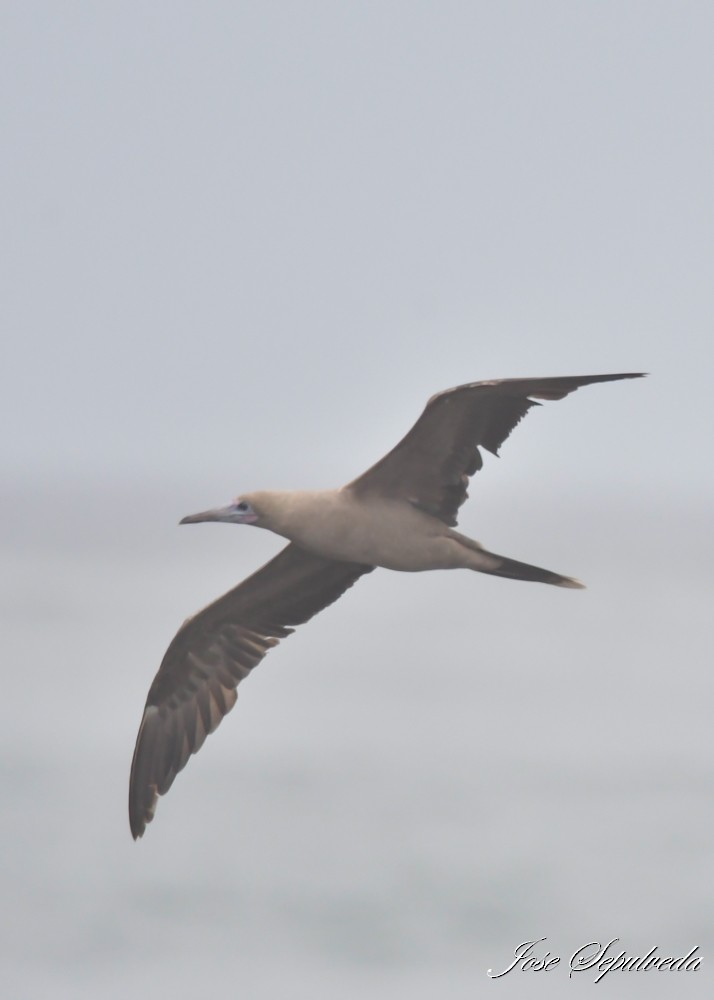 Red-footed Booby - ML643899493