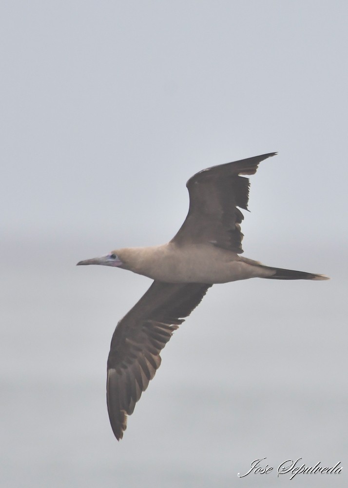 Red-footed Booby - ML643899494