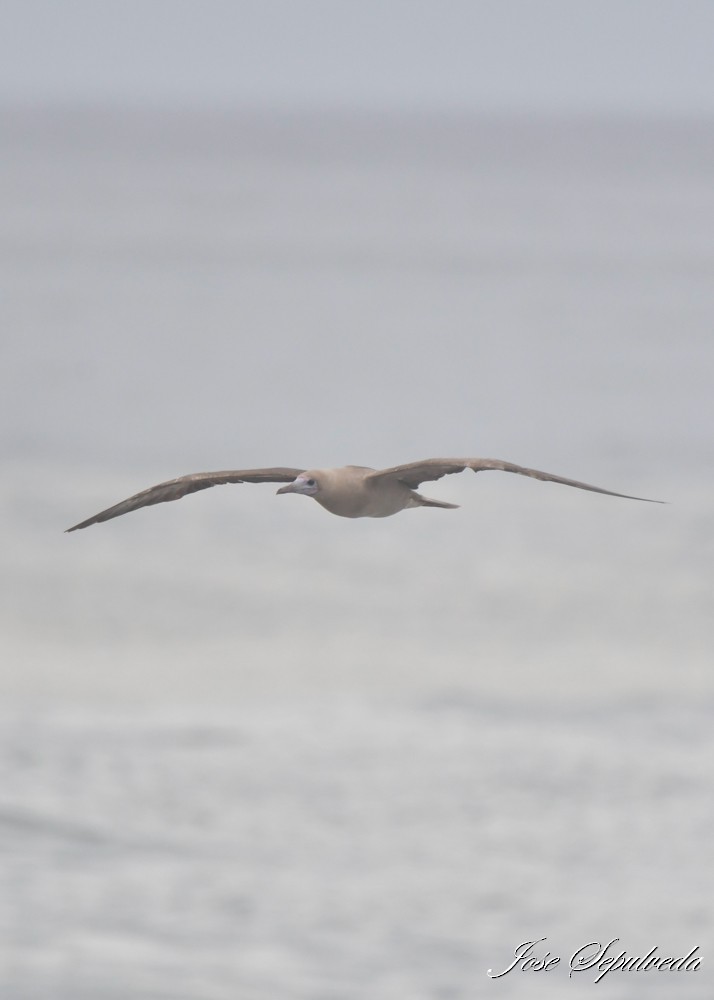 Red-footed Booby - ML643899495