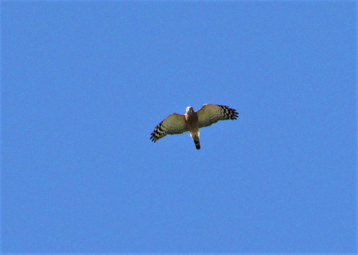 Double-toothed Kite - ML64389951