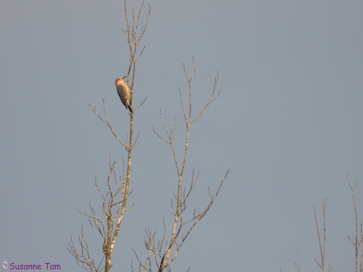 Red-bellied Woodpecker - ML643899517