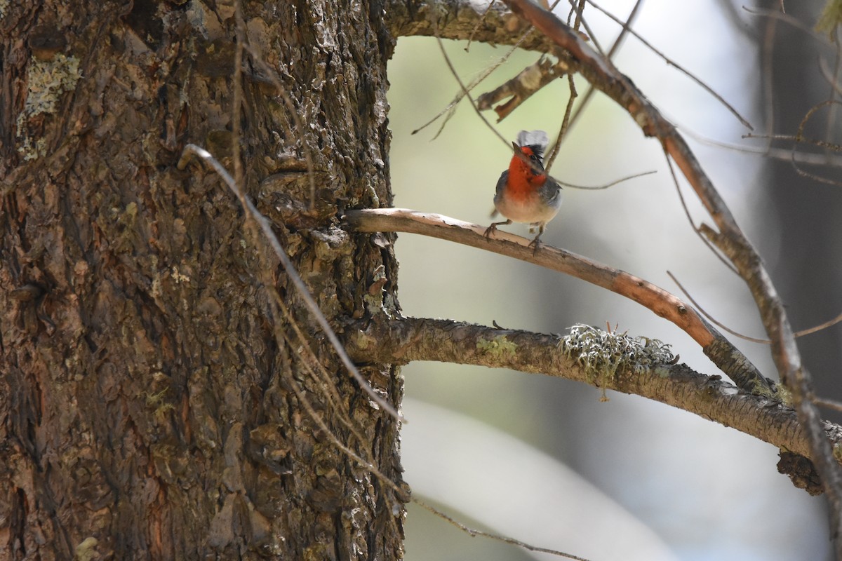 Red-faced Warbler - ML643899523