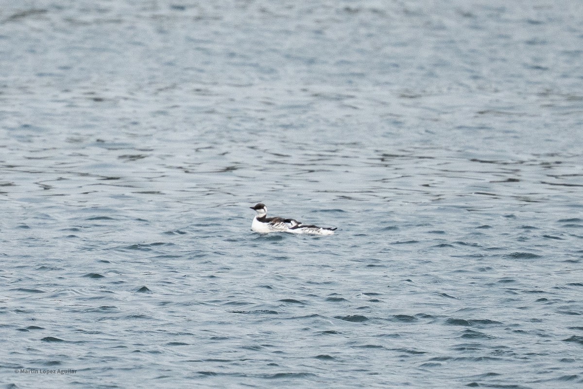 Common Murre - ML643899527