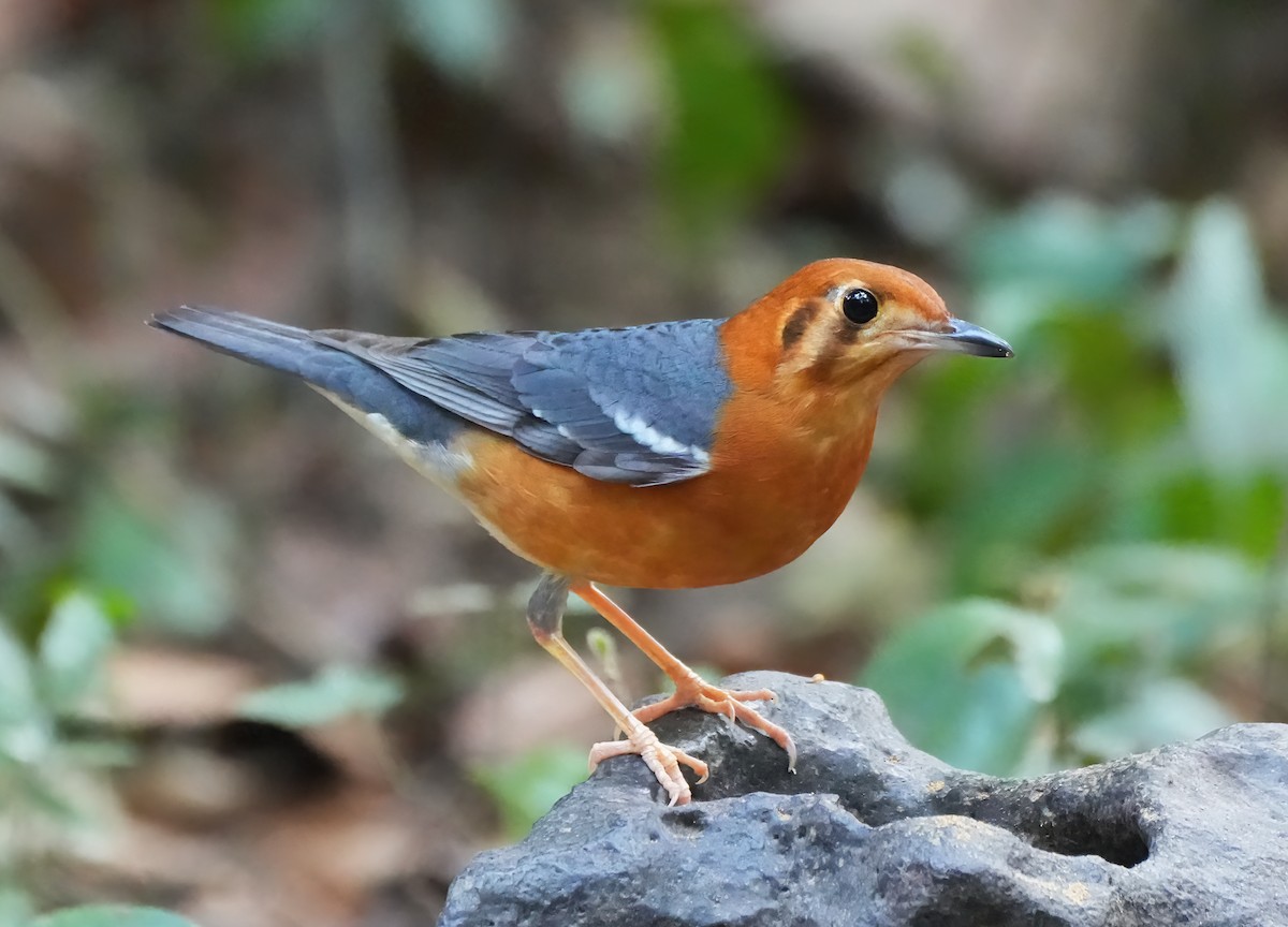 Orange-headed Thrush - ML643899533