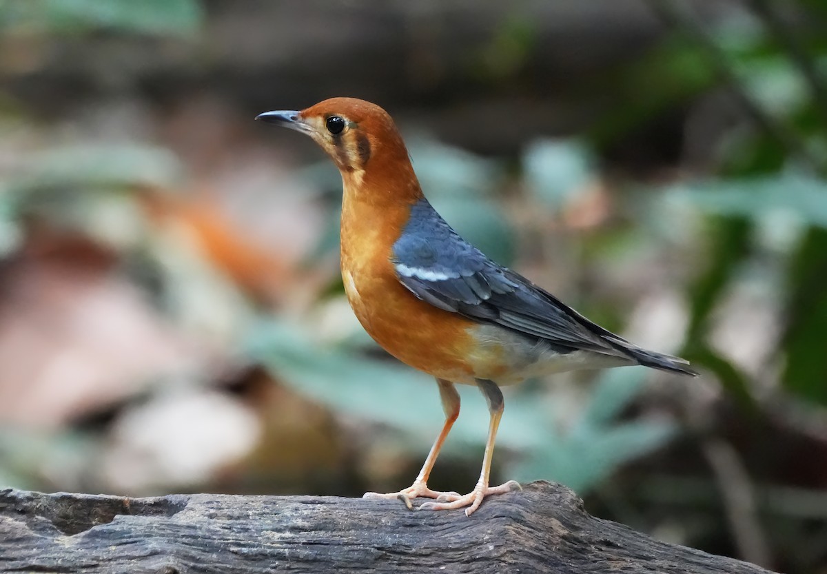 Orange-headed Thrush - ML643899534