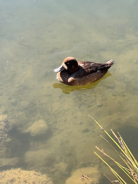 Greater Scaup - ML643899535