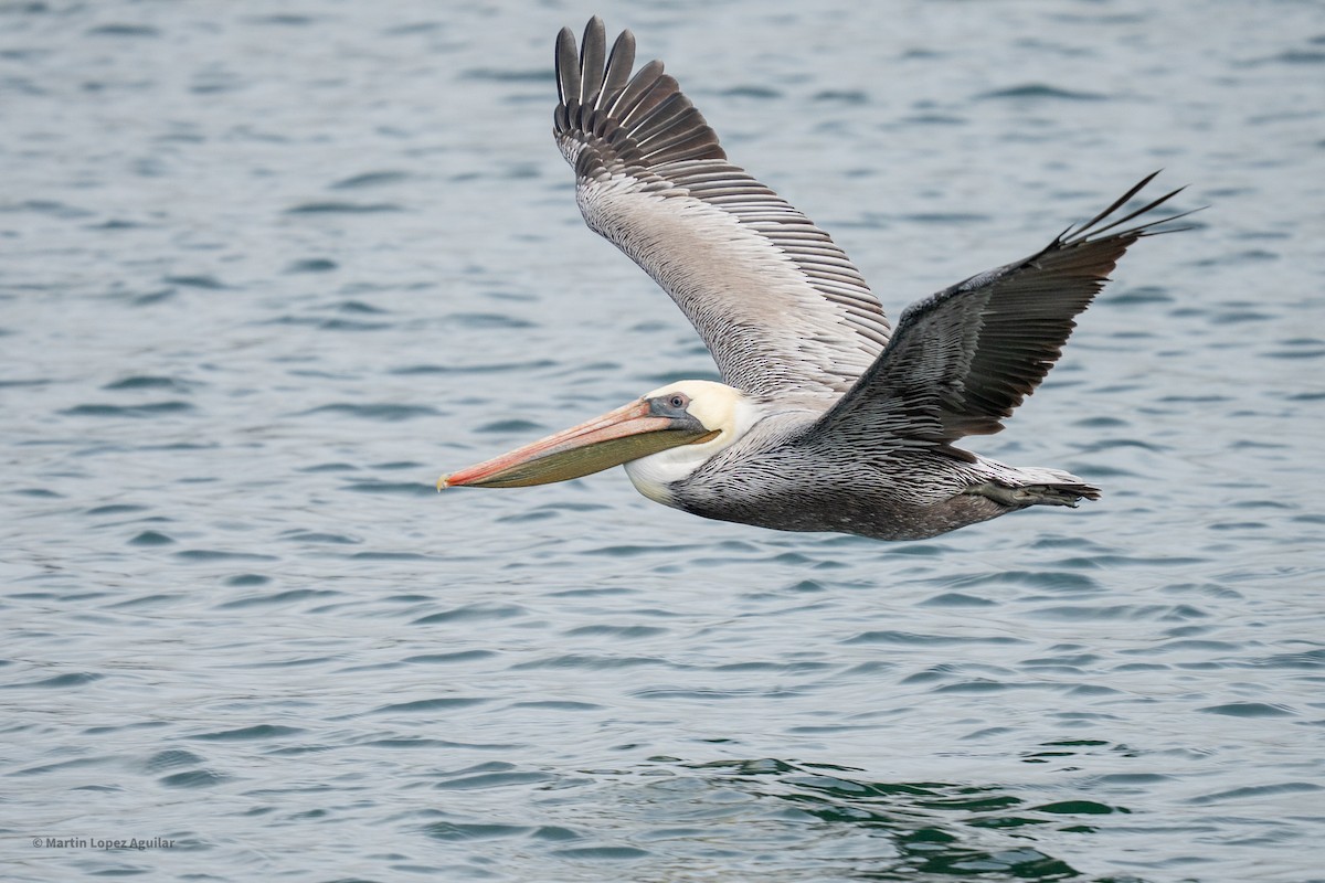Brown Pelican - ML643899540