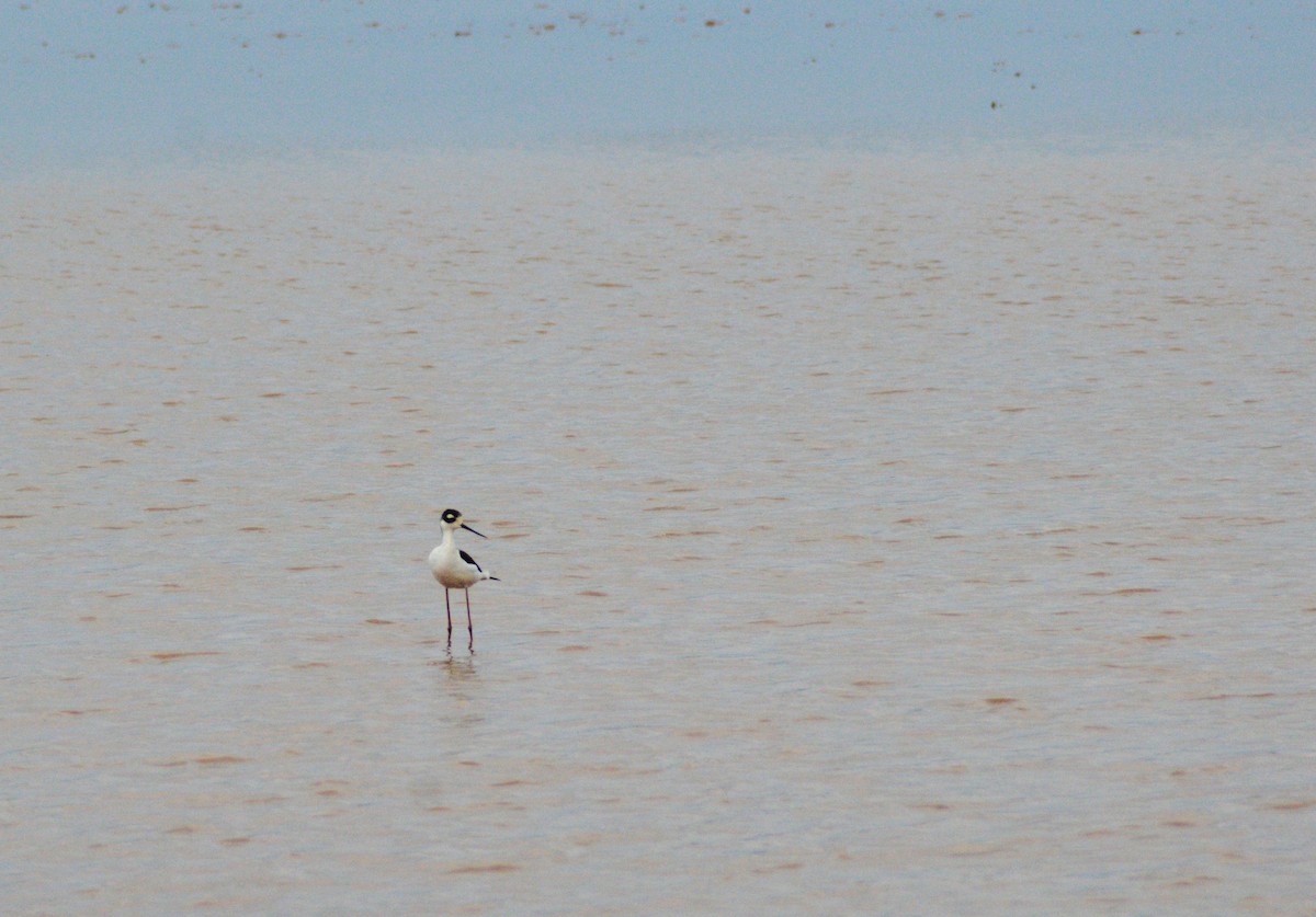 Black-necked Stilt - ML643899545
