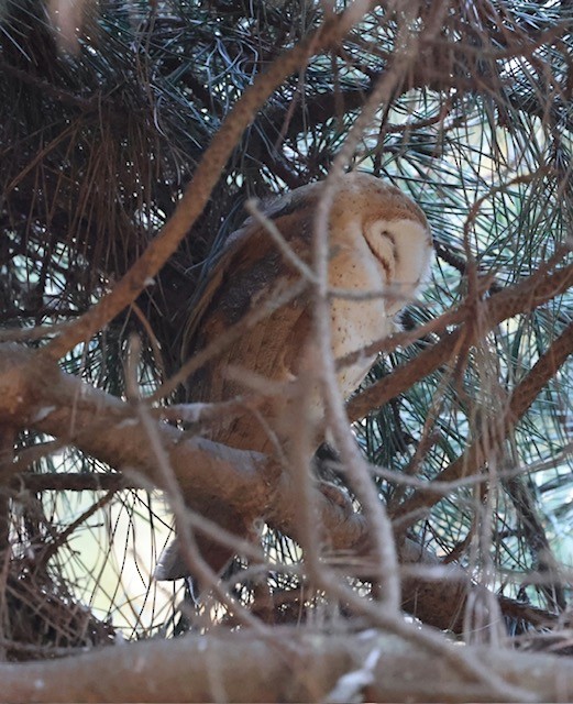 American Barn Owl - ML643899568
