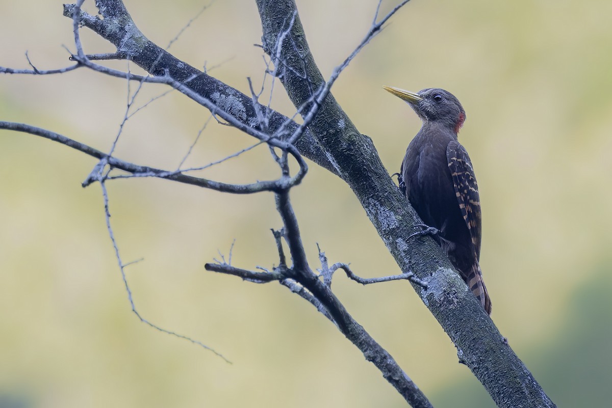 Bay Woodpecker - ML643899581