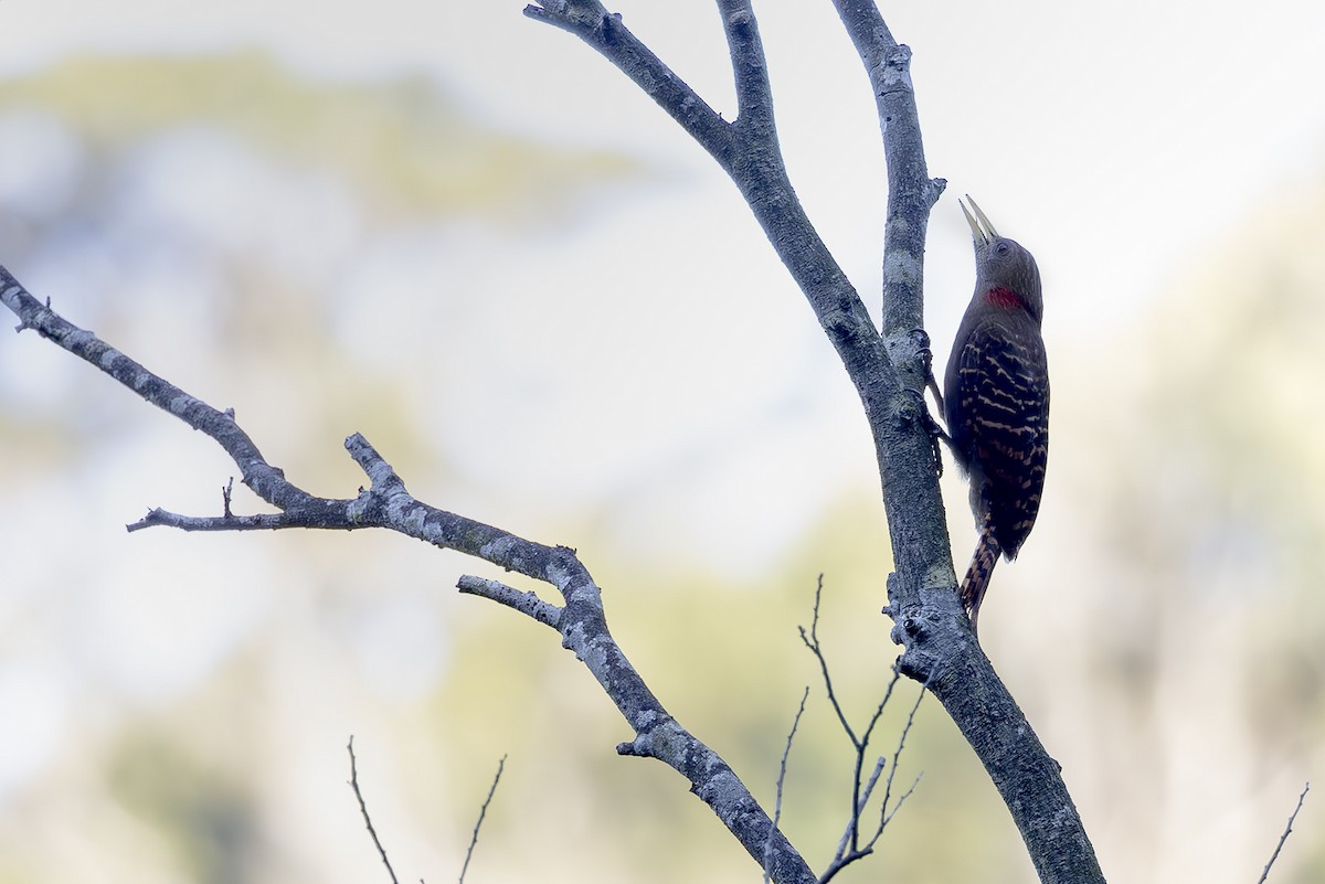 Bay Woodpecker - ML643899582